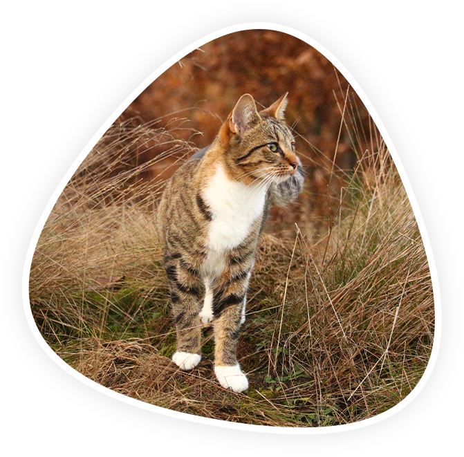 Emergency and Critical Care Vet in Kannapolis Animal Hospital Of