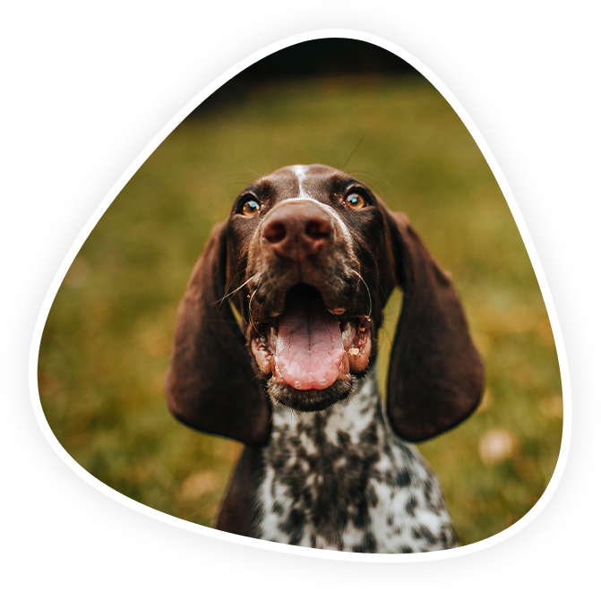 Emergency and Critical Care Vet in Kannapolis Animal Hospital Of