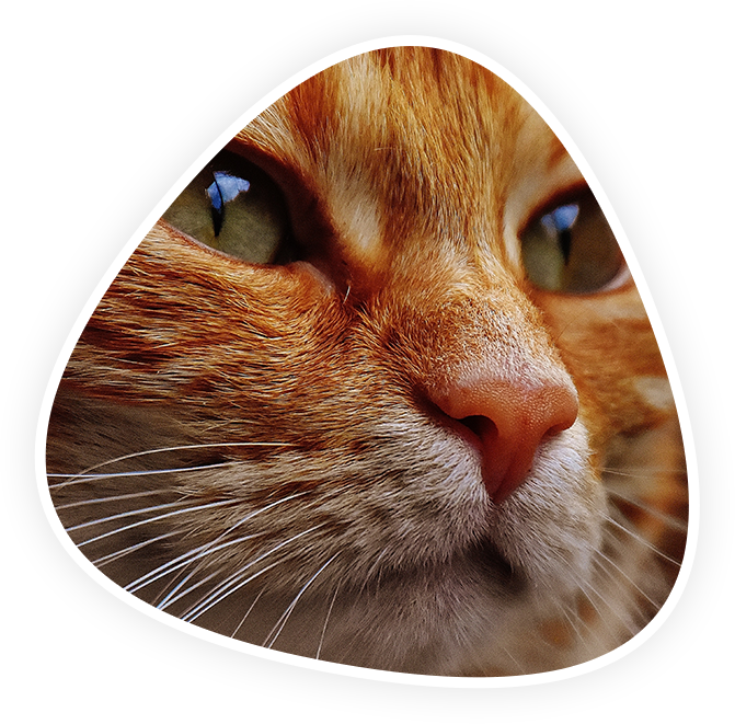 Emergency and Critical Care Vet in Kannapolis Animal Hospital Of