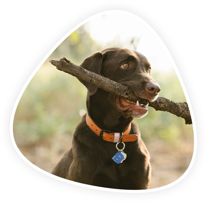 Emergency and Critical Care Vet in Kannapolis Animal Hospital Of