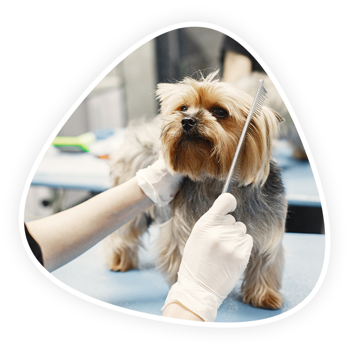 Grooming Vet in Kannapolis Animal Hospital Of Kannapolis