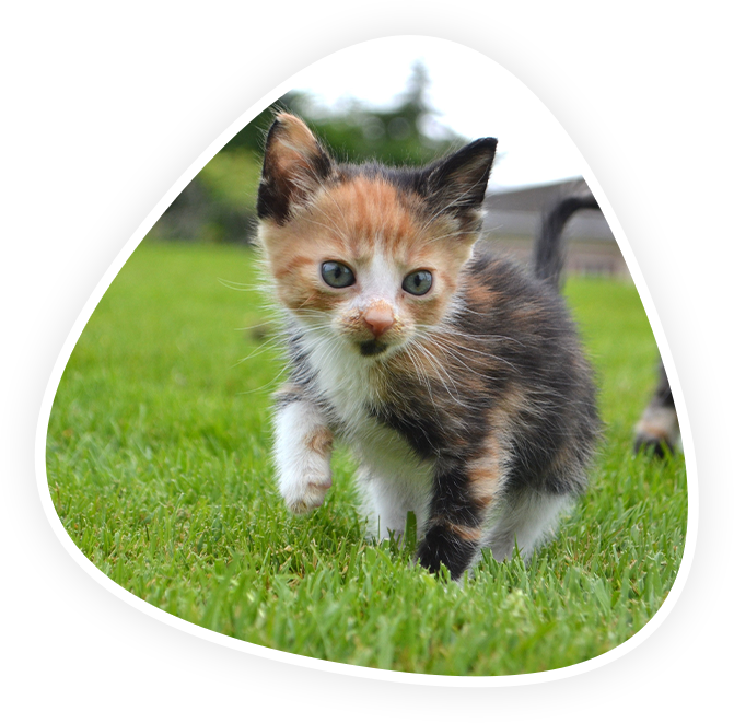 Vaccinations Vet in Kannapolis Animal Hospital Of Kannapolis