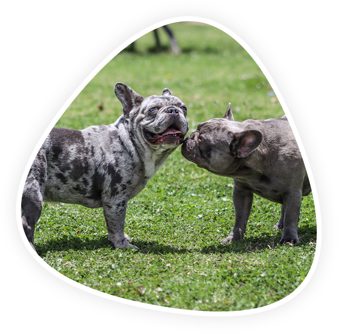 Vaccinations Vet in Kannapolis Animal Hospital Of Kannapolis