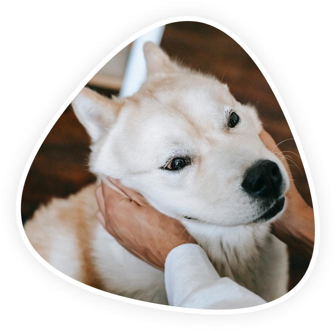 Veterinarian in Kannapolis Vets Near Me Animal Hospital Of Kannapolis